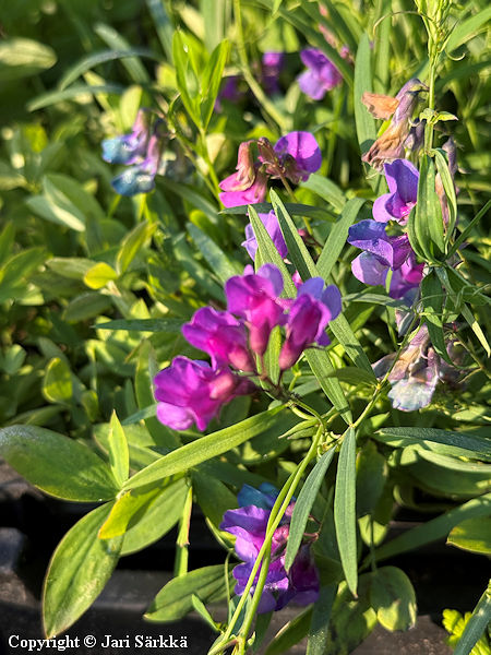 Lathyrus palustris, rantan�tkelm�